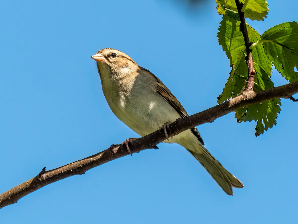 Chipping Sparrow