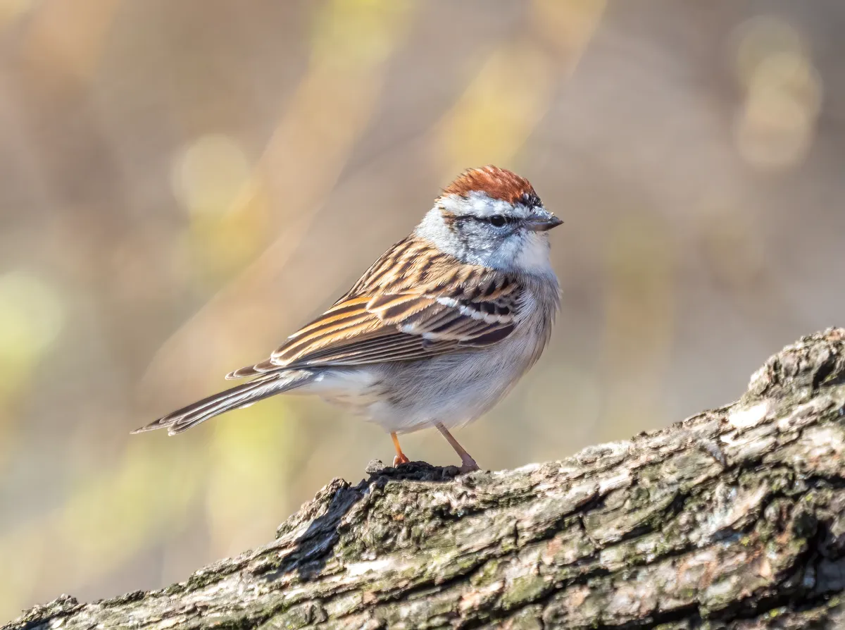 Chipping Sparrow