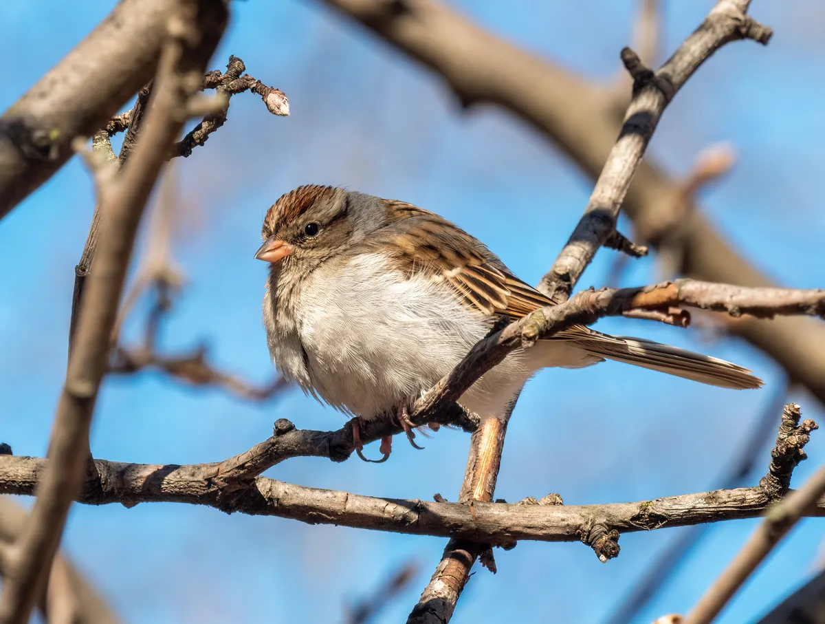 Chipping Sparrow