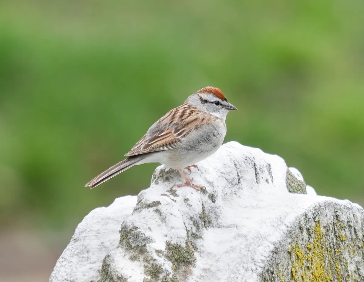 Chipping Sparrow