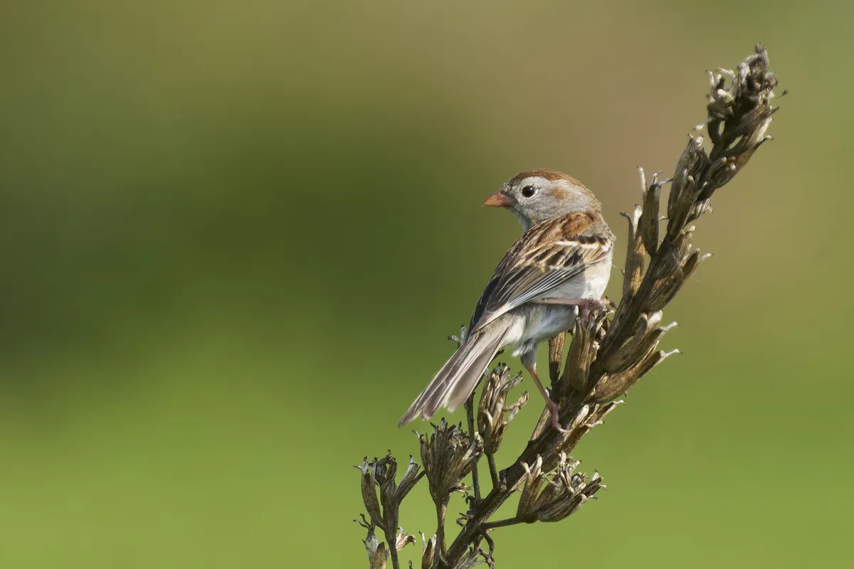 Field Sparrow