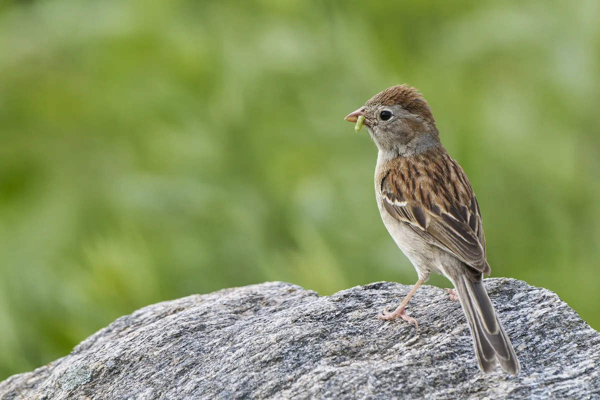Field Sparrow