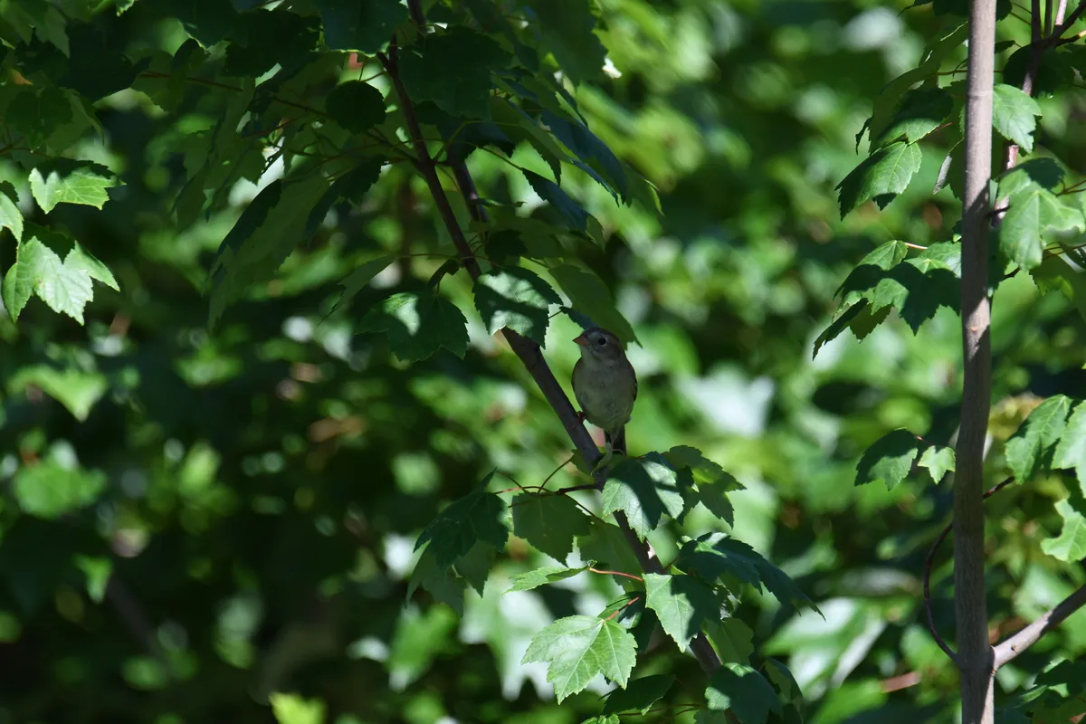 Field Sparrow