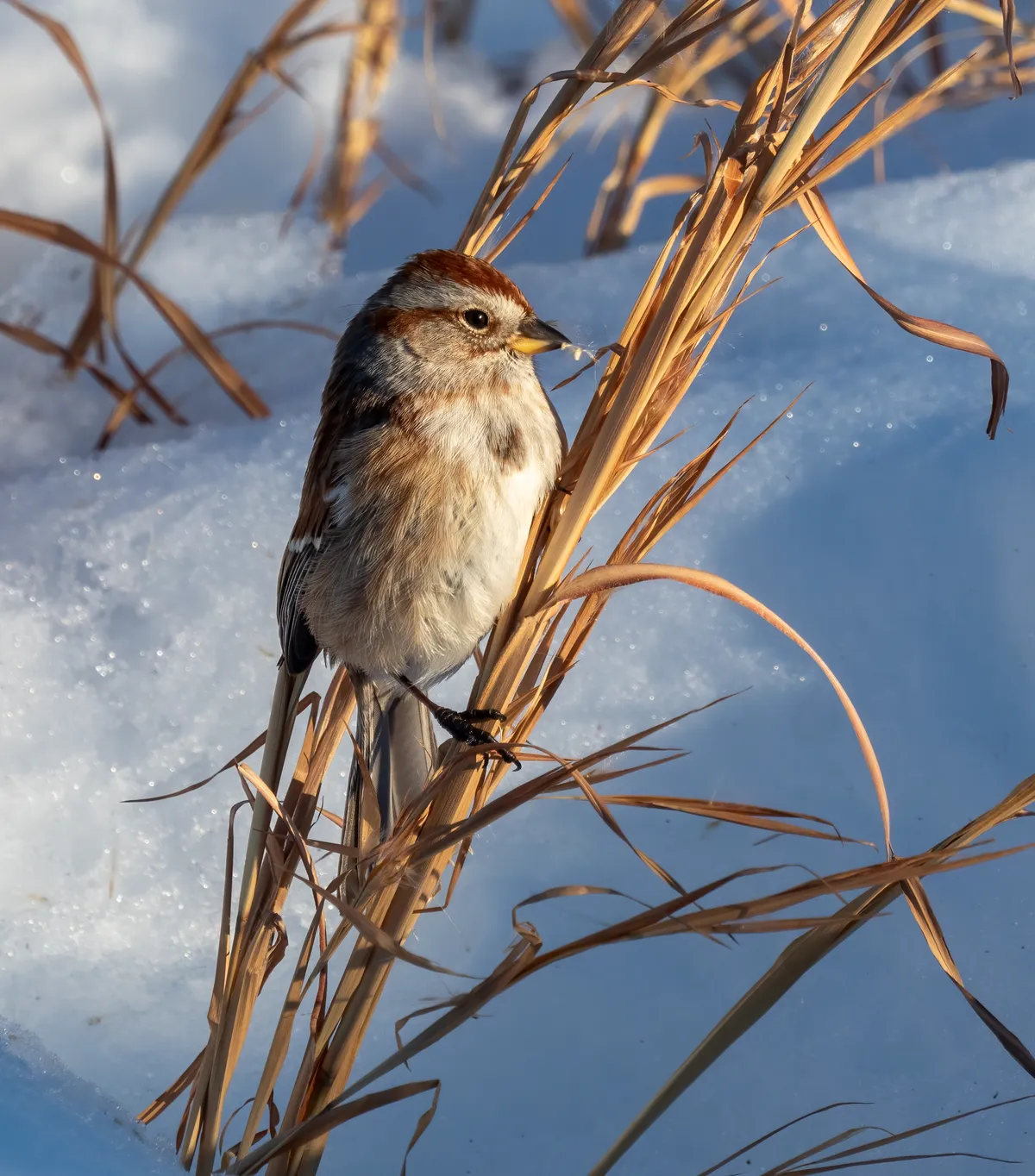 Gorrión Arbóreo Americano