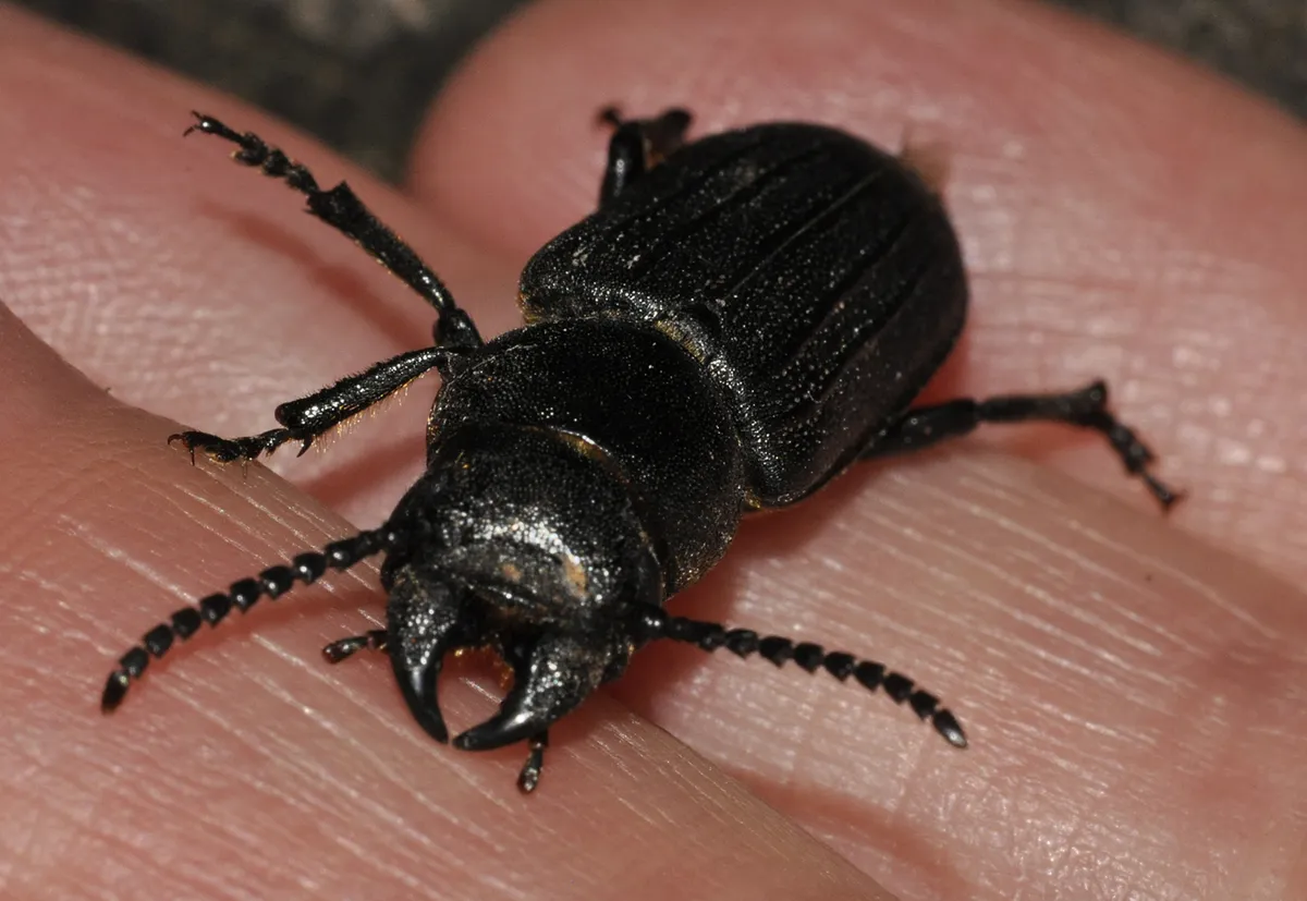 Spondylis buprestoides