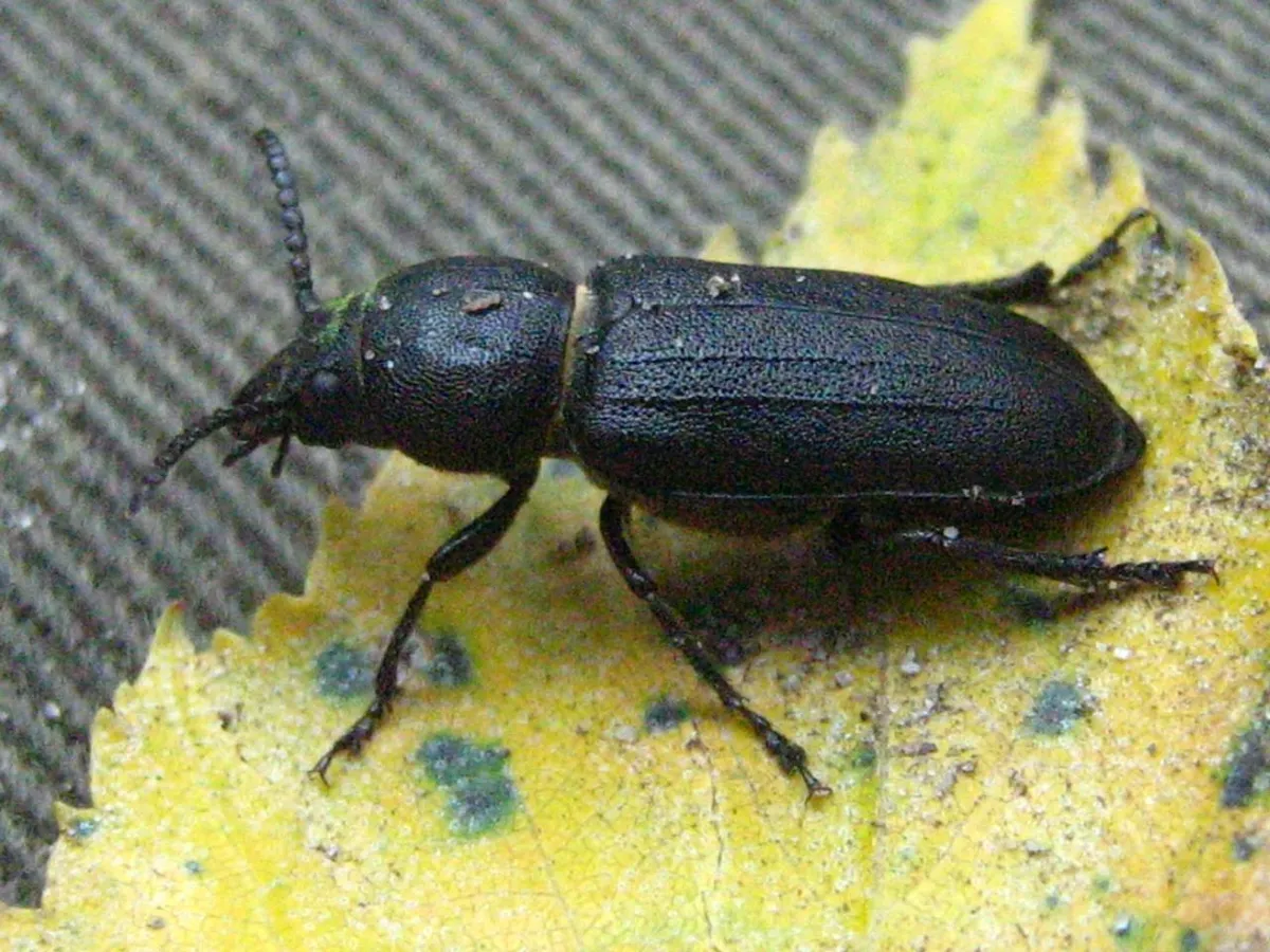 Buprestoid Longhorn Beetle