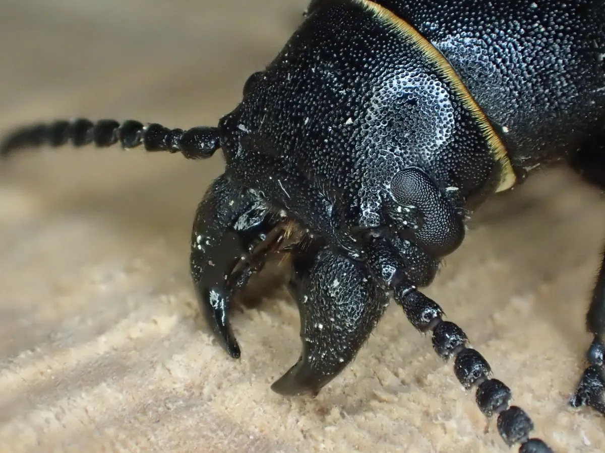 Buprestoid Longhorn Beetle