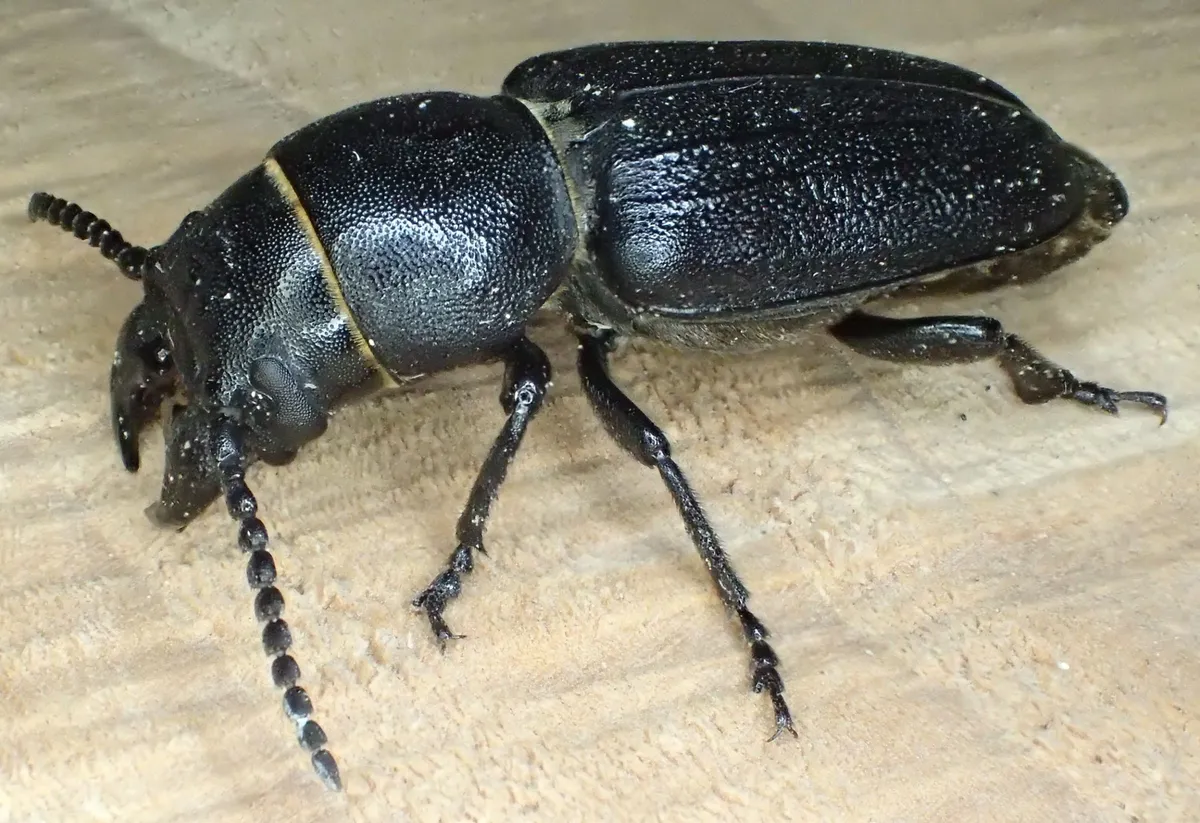Buprestoid Longhorn Beetle