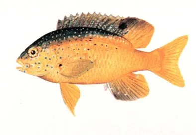 Stegastes leucostictus