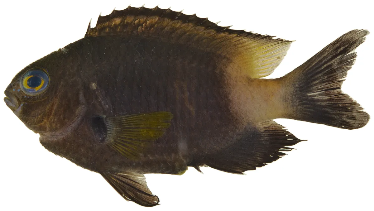 Stegastes partitus
