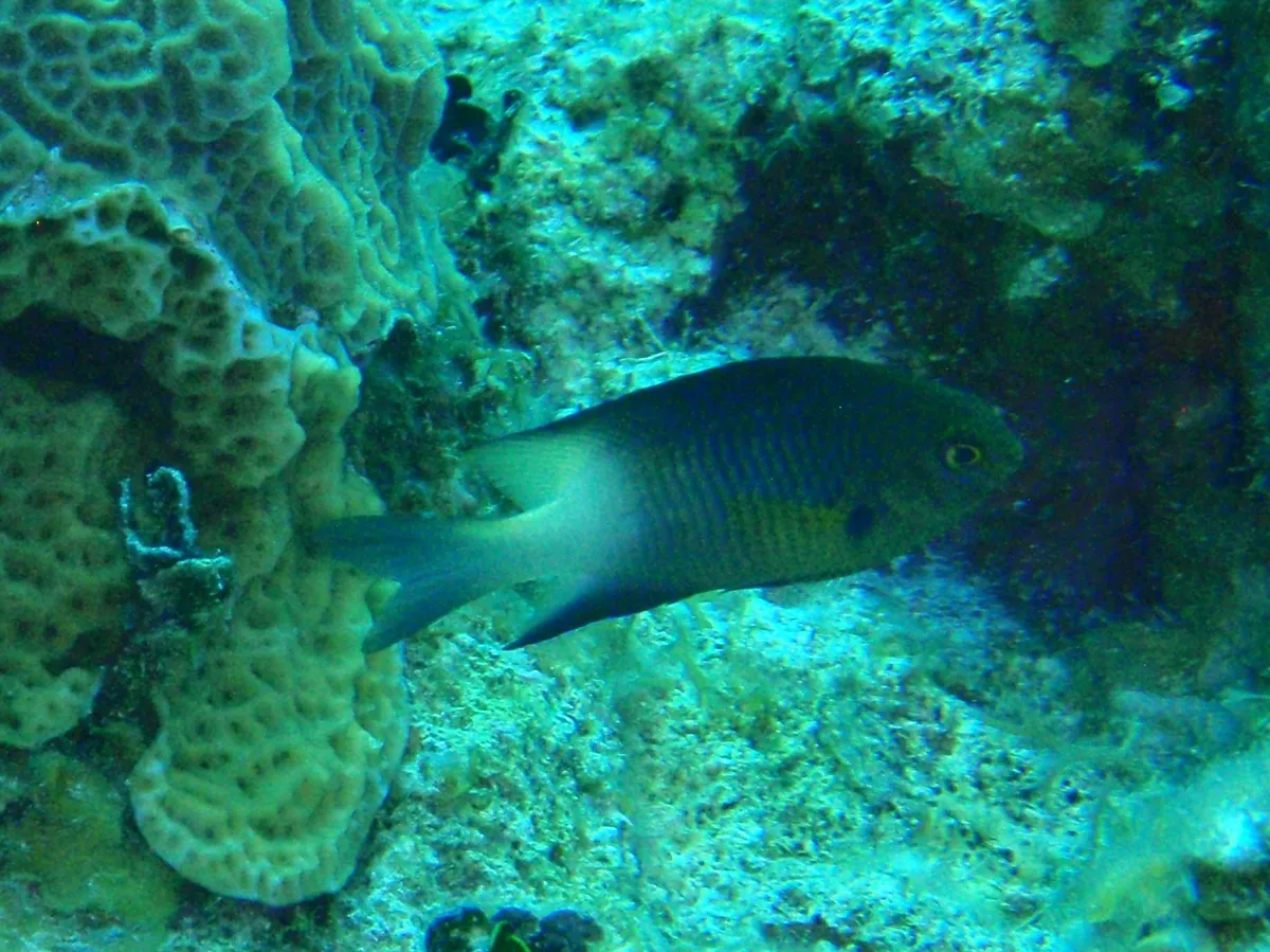 Pez Damisela Bicolor