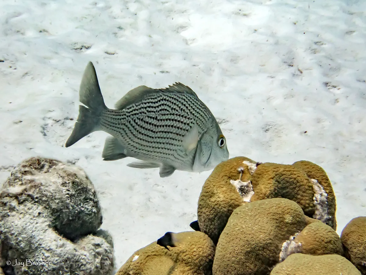 Pez Damisela Bicolor