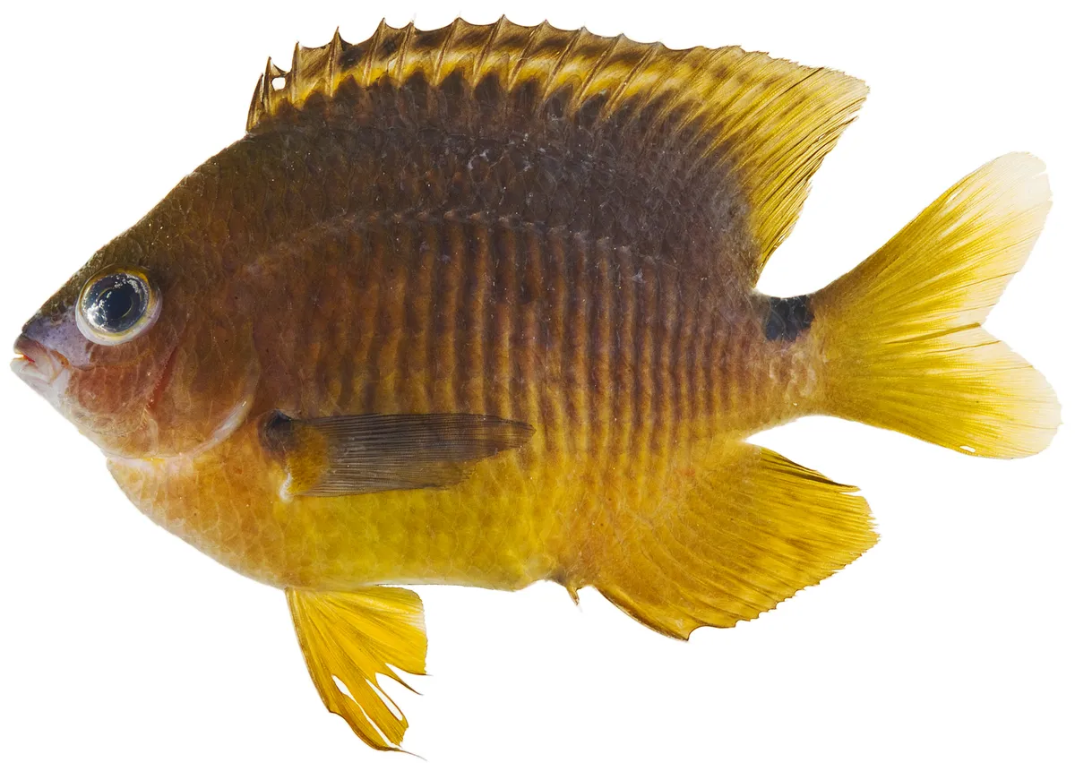 Stegastes planifrons