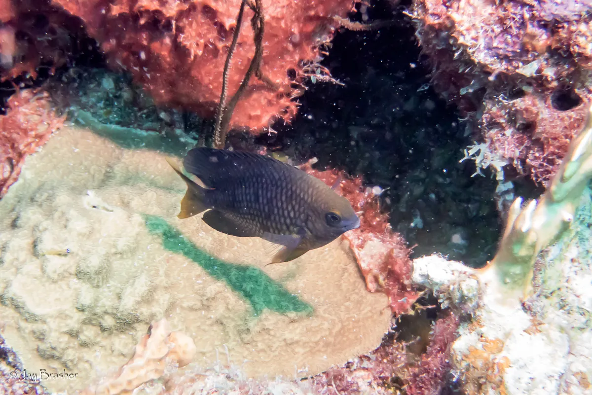 Threespot Damselfish
