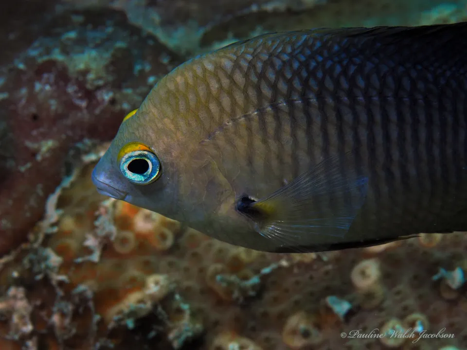 Threespot Damselfish