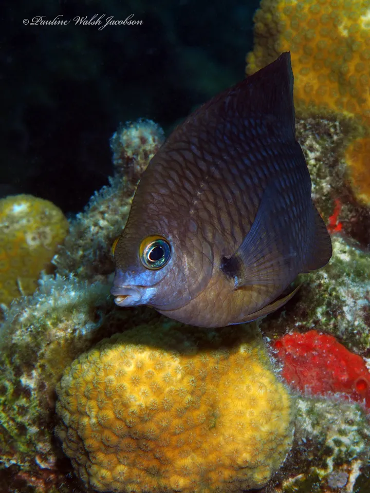 Threespot Damselfish