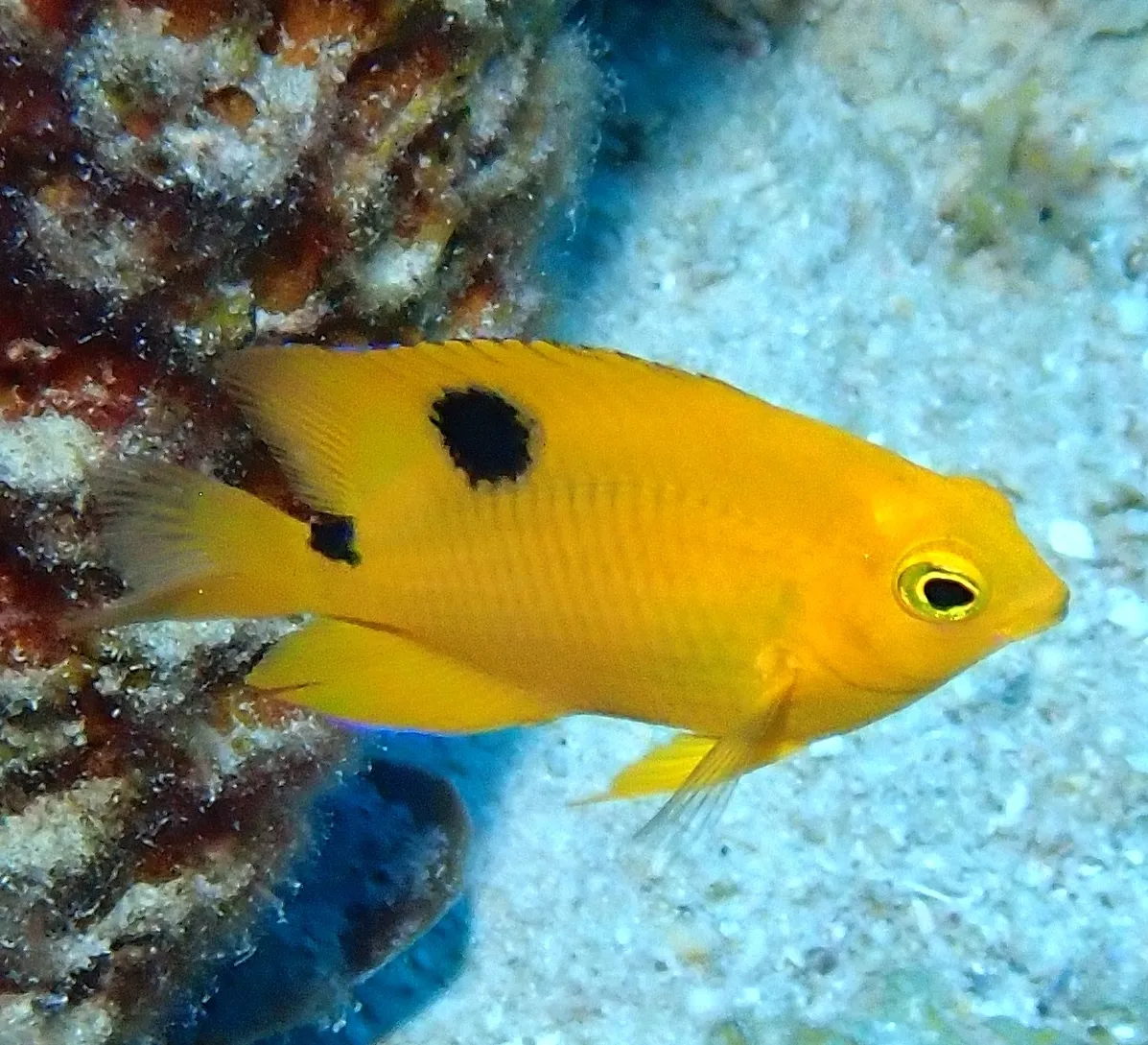 Threespot Damselfish
