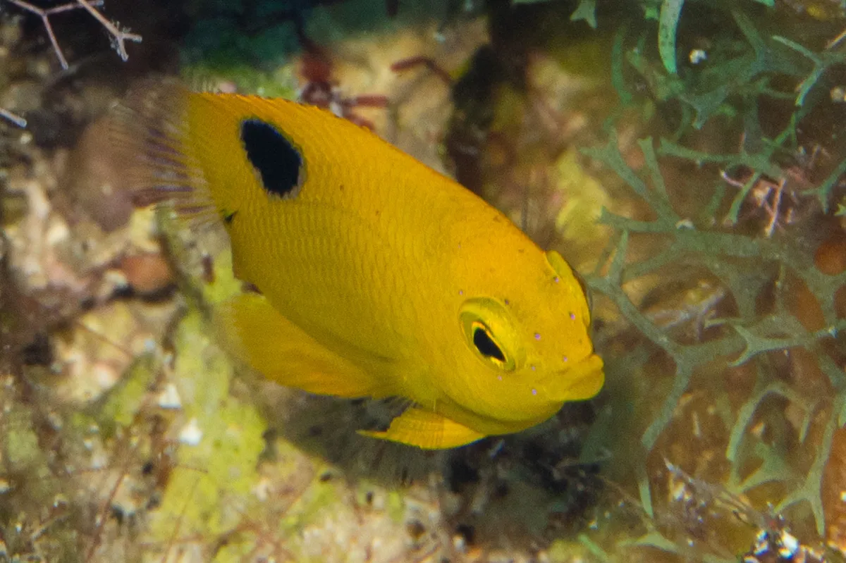 Threespot Damselfish