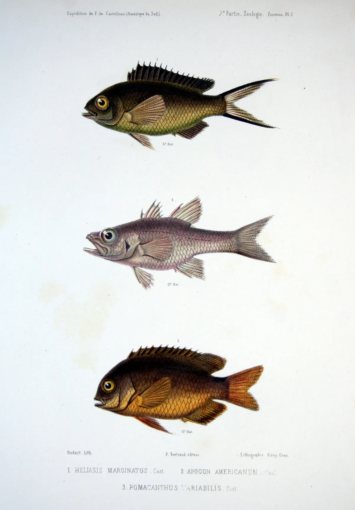 Pez Damisela de Cacao