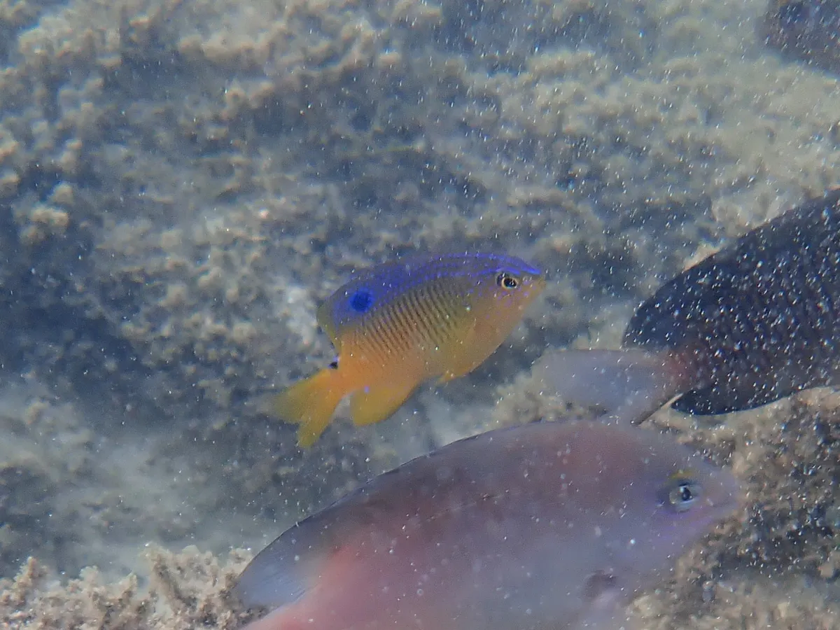 Pez Damisela de Cacao