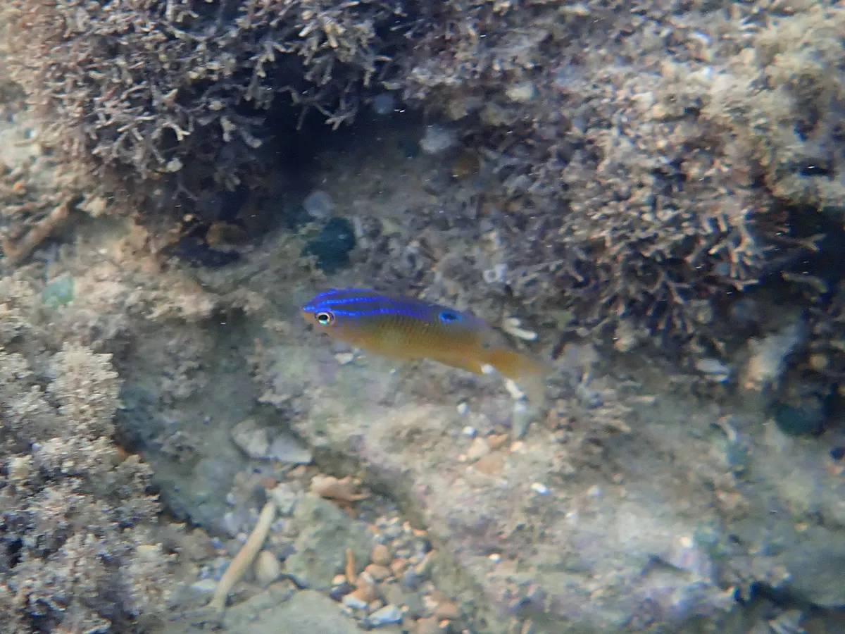 Pez Damisela de Cacao