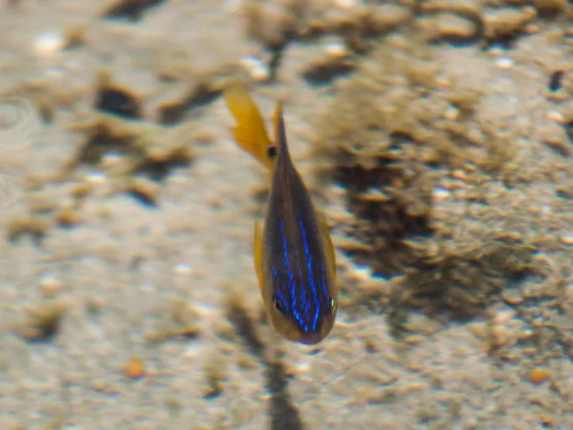 Pez Damisela de Cacao