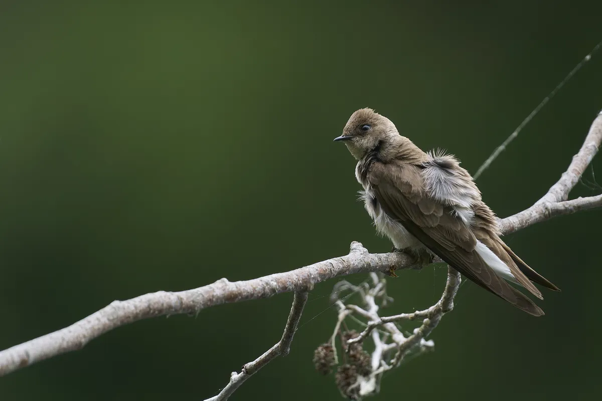 Stelgidopteryx serripennis