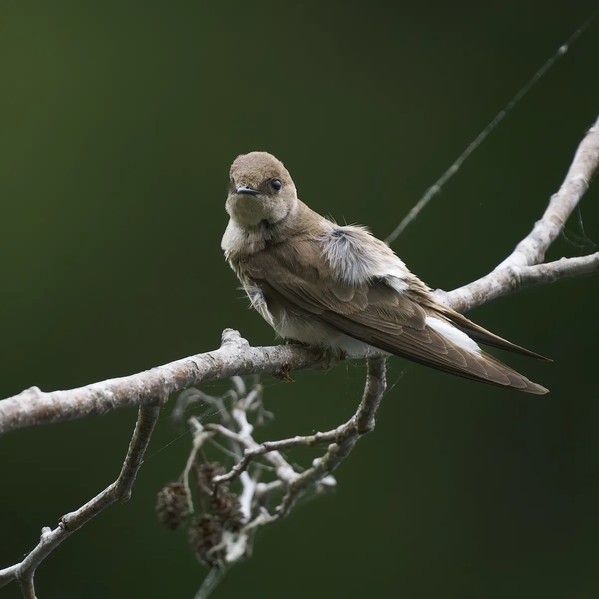 Northern Rough-winged Swallow