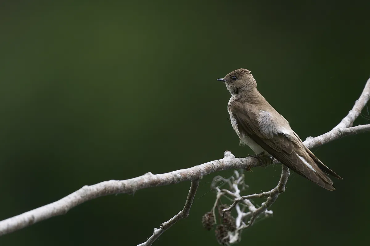 Northern Rough-winged Swallow