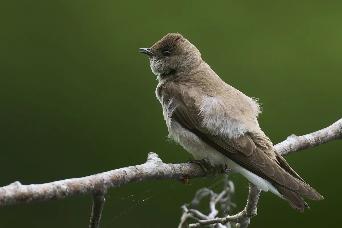 Northern Rough-winged Swallow