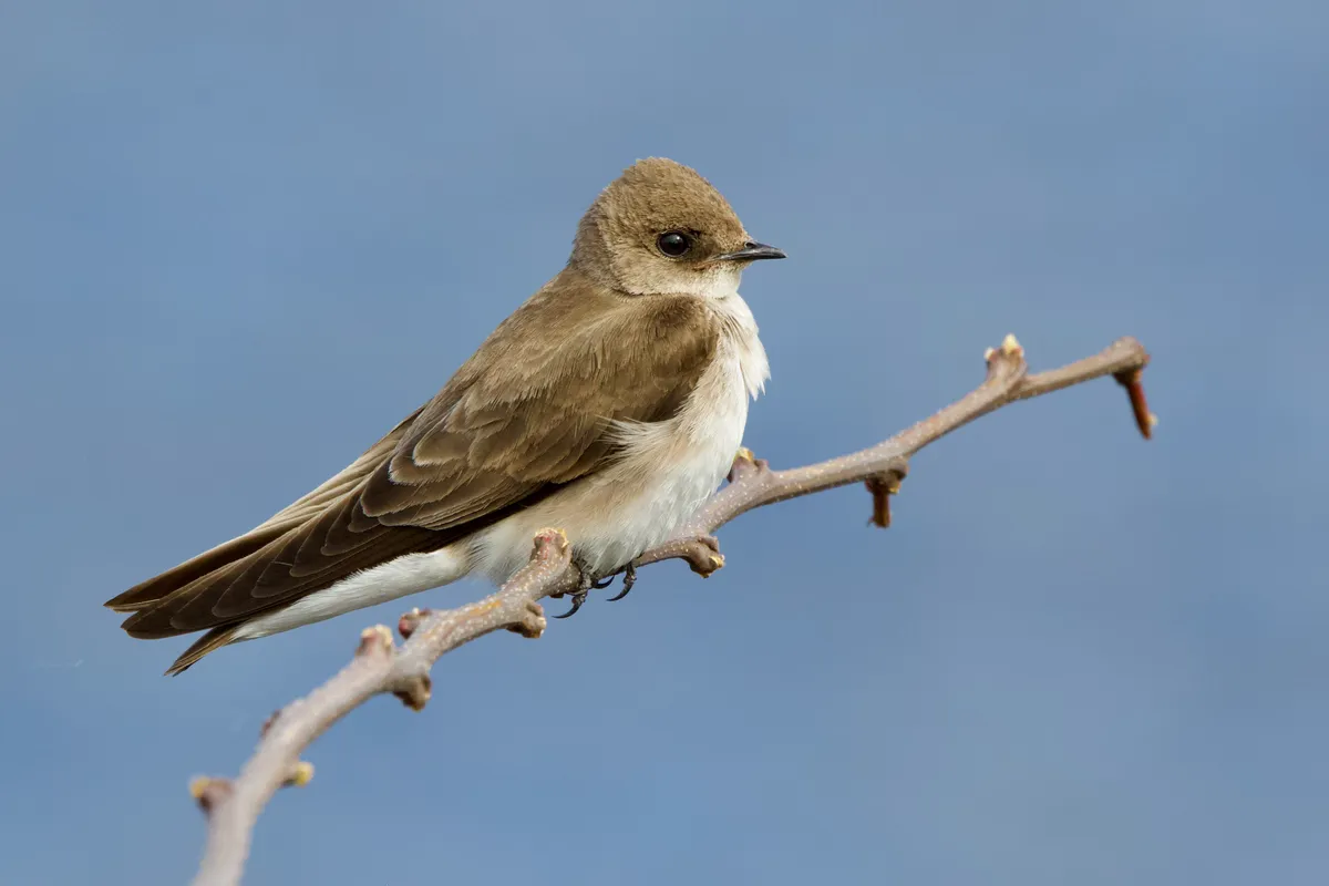 Northern Rough-winged Swallow