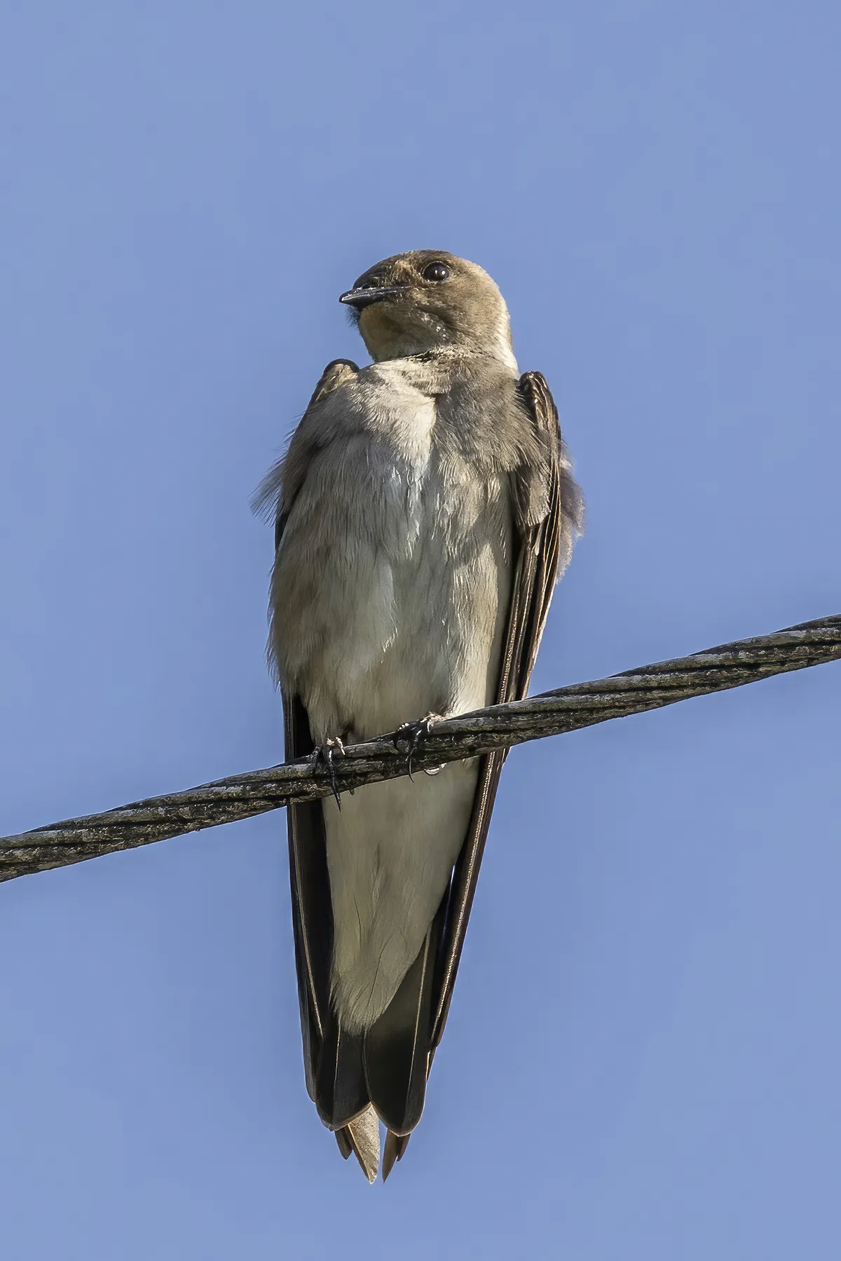 Northern Rough-winged Swallow