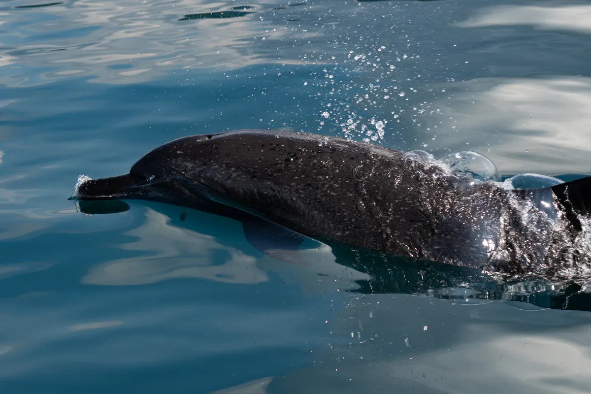 Delfín Moteado Pantropical