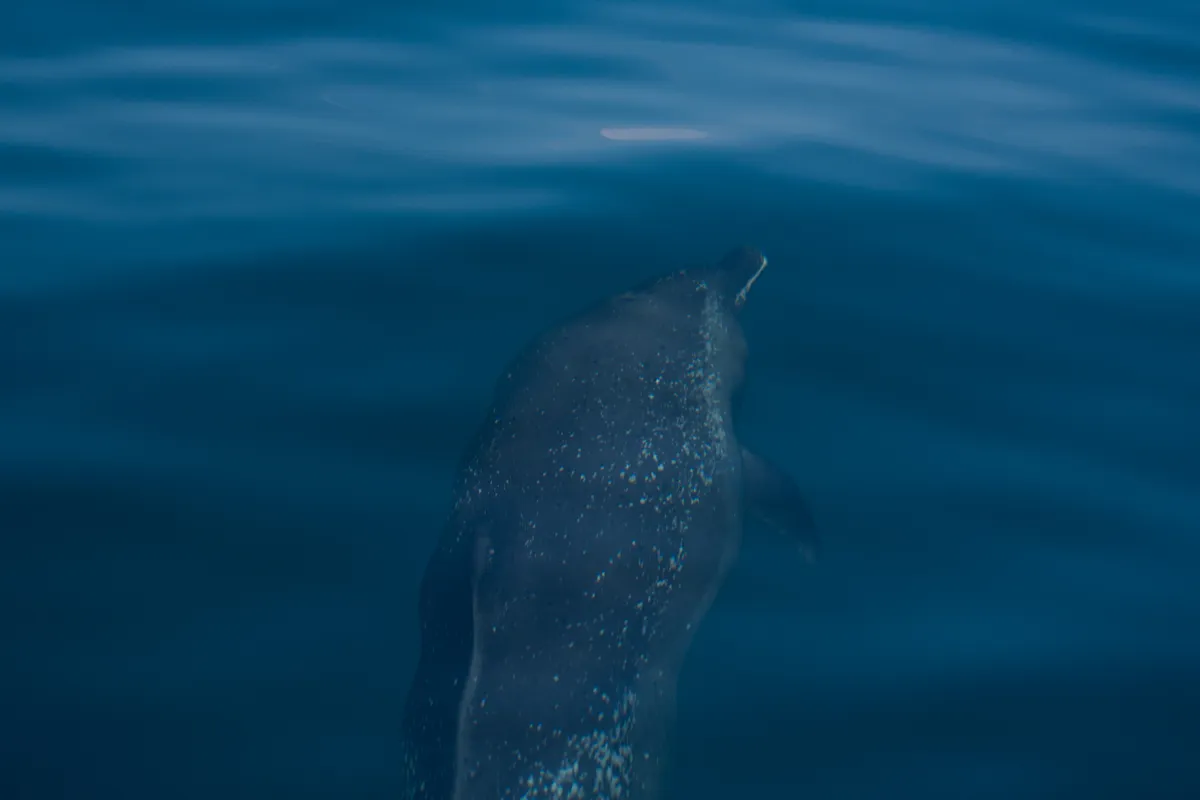 Delfín Moteado Pantropical