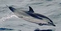 Delfín Listado