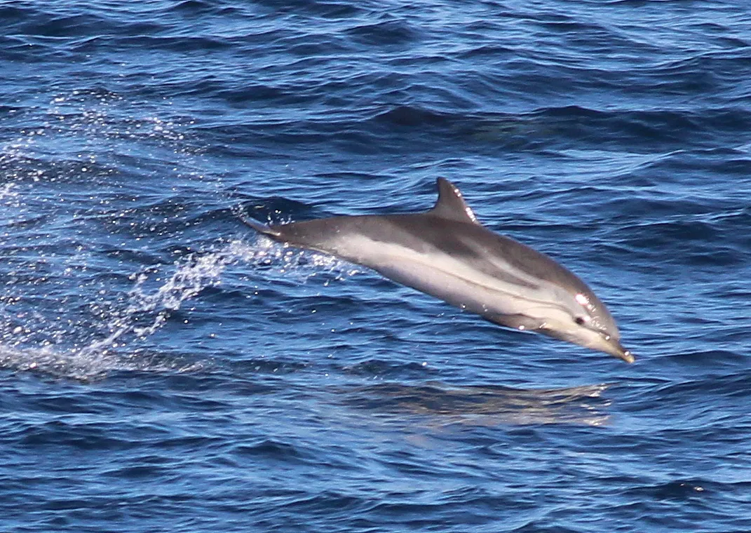 Delfín Listado