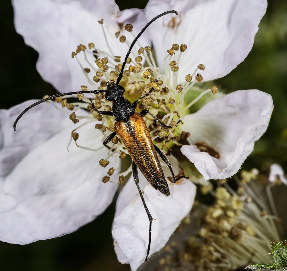Black-tipped Longhorn Beetle