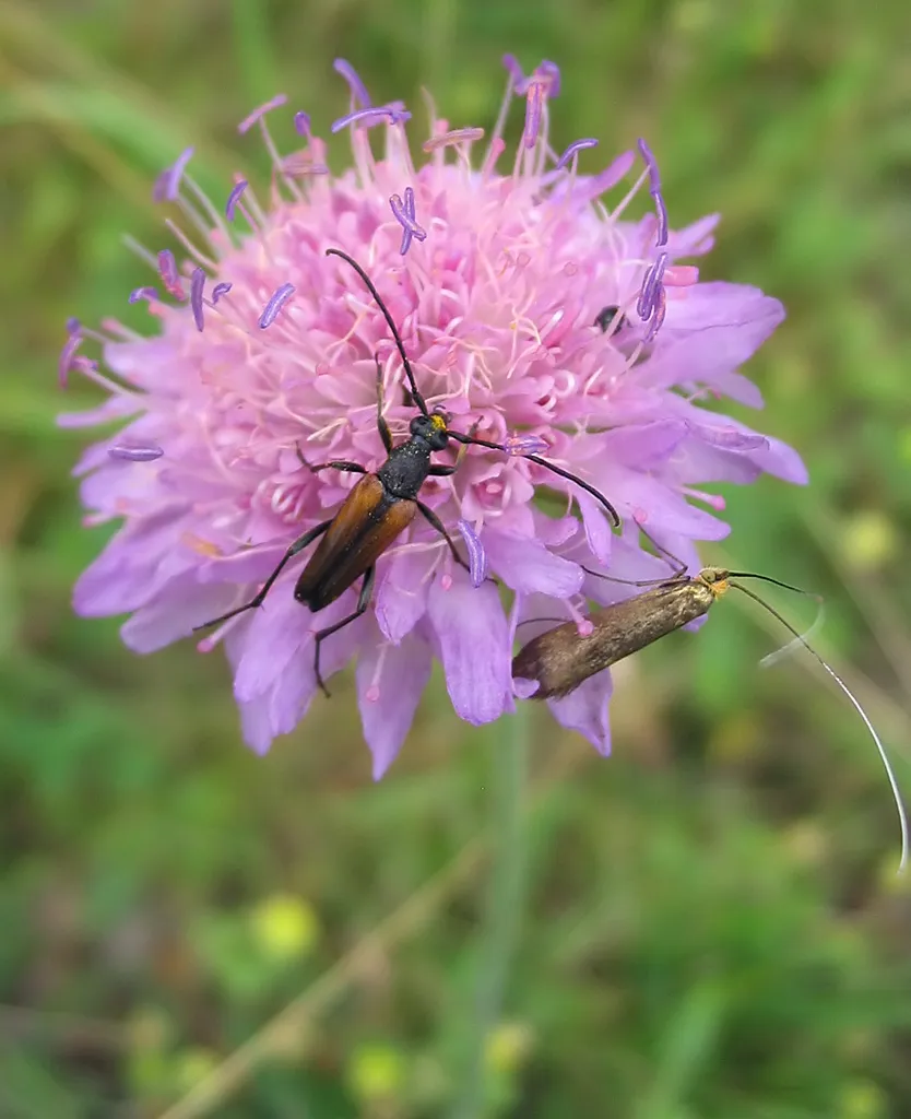 Black-tipped Longhorn Beetle