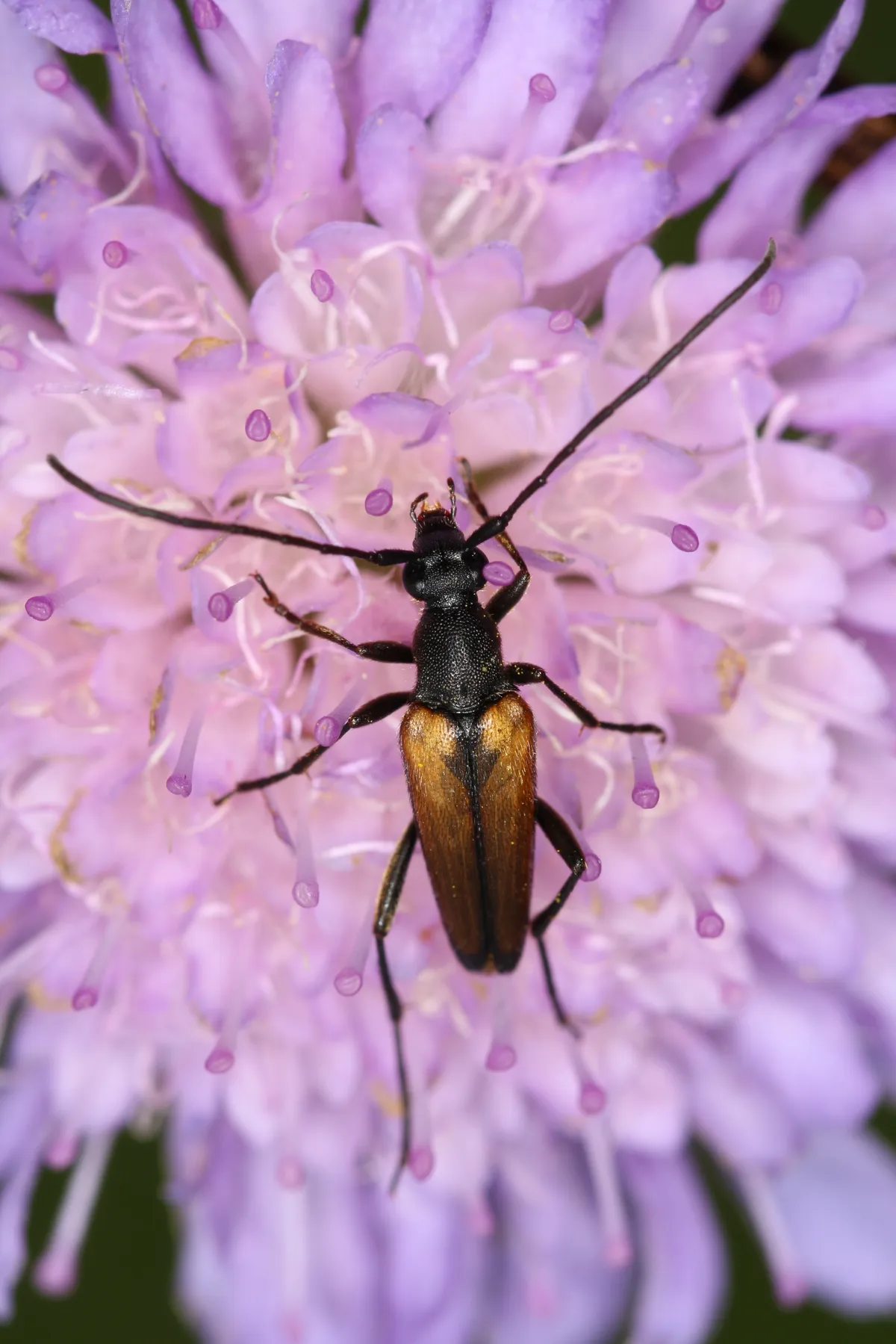 Black-tipped Longhorn Beetle