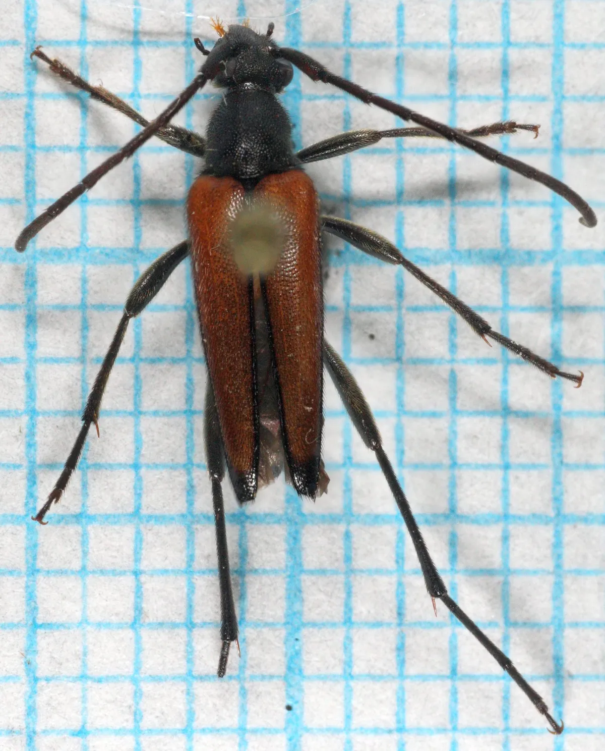 Black-tipped Longhorn Beetle