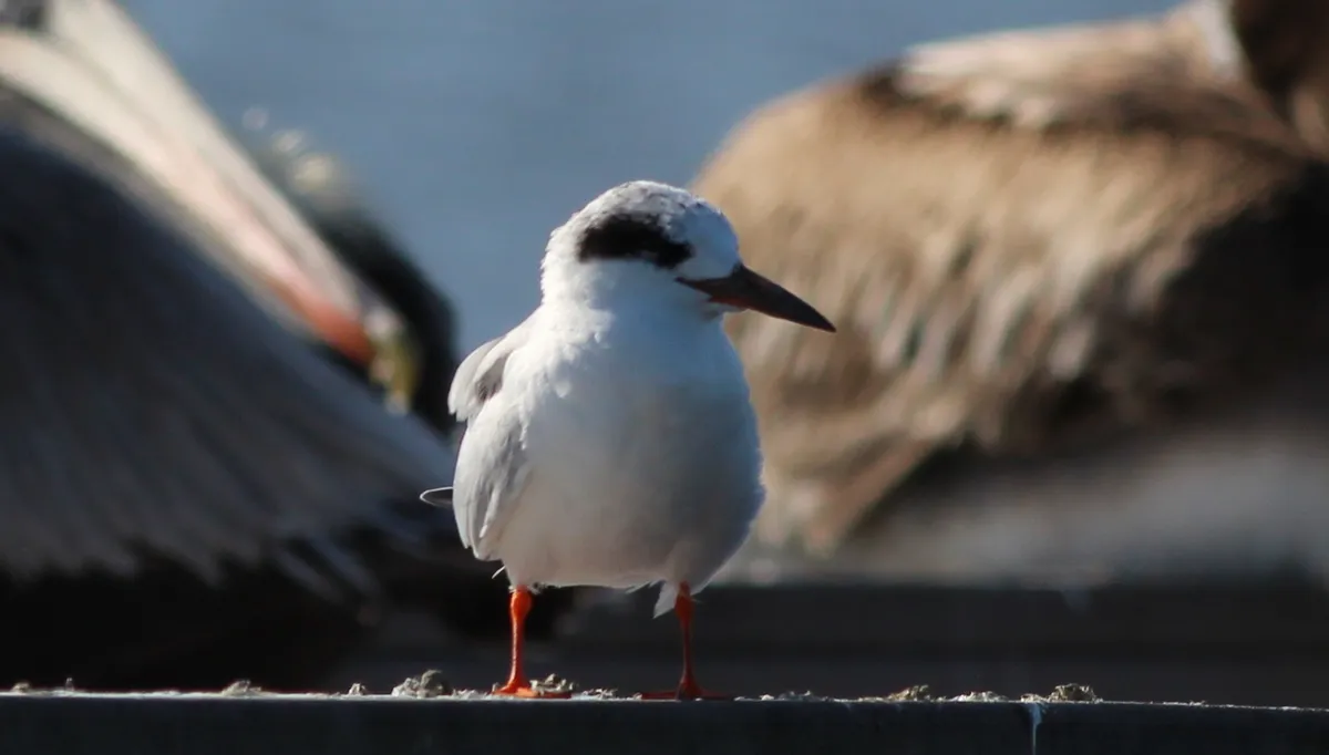 Forster's Tern