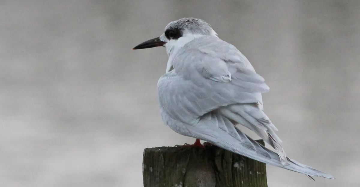 Forster's Tern