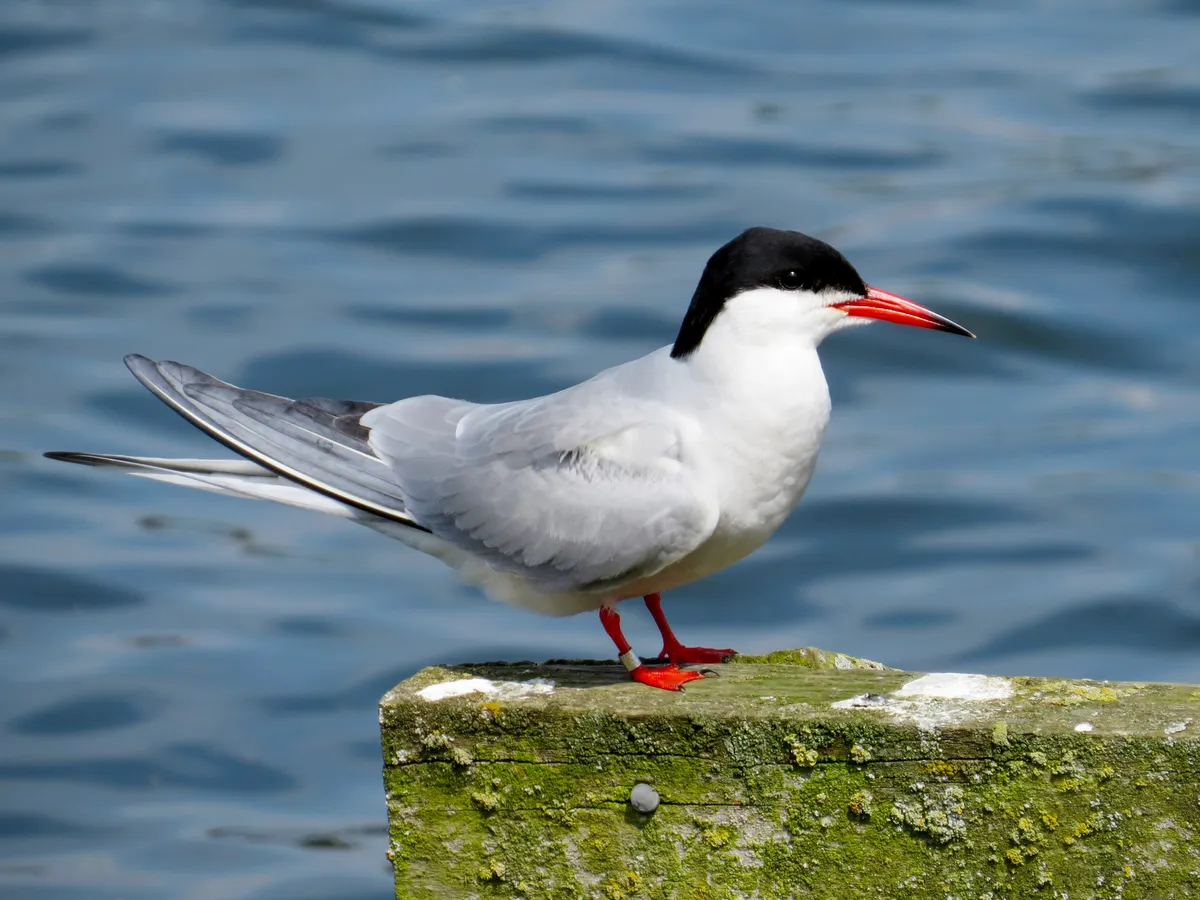 Sterna hirundo