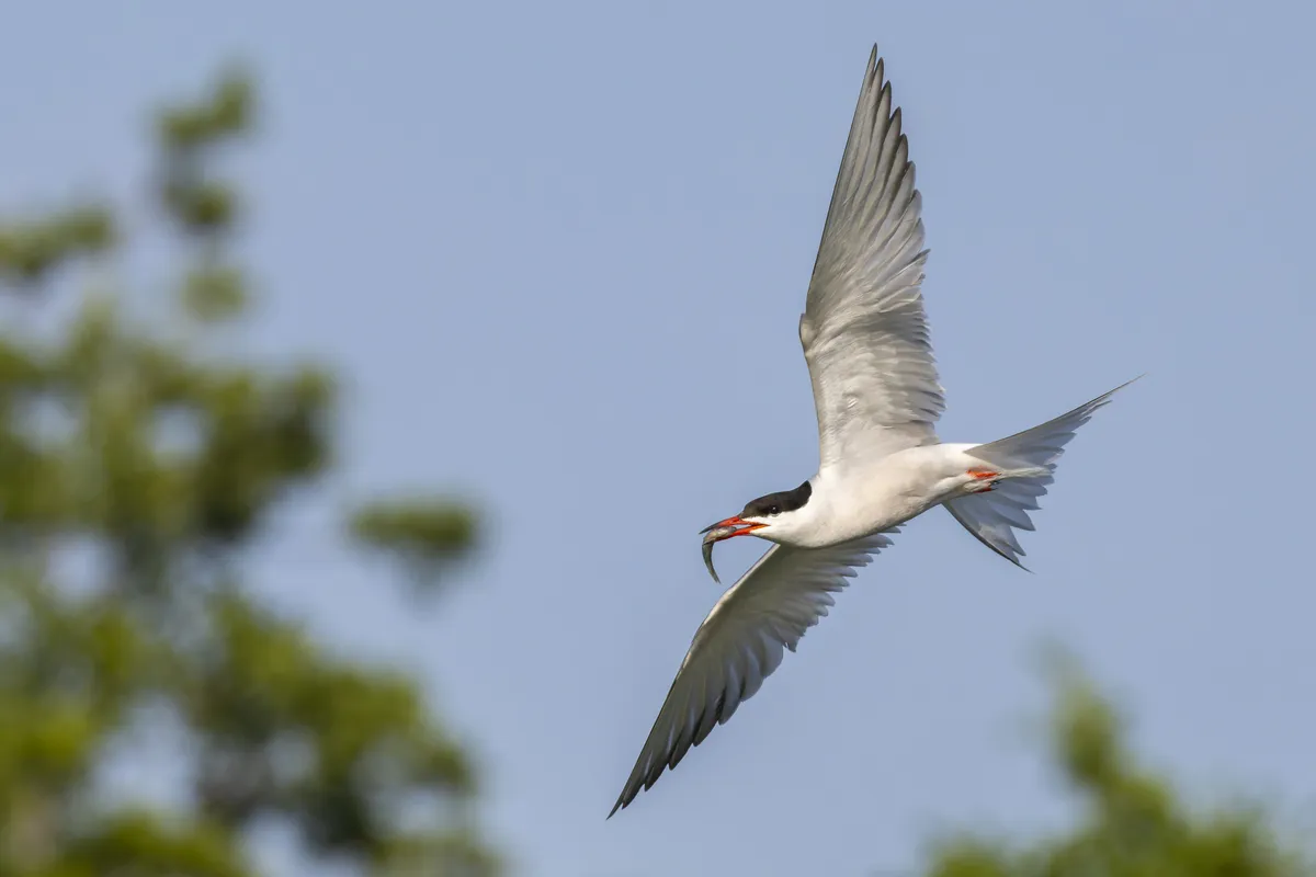 Common Tern