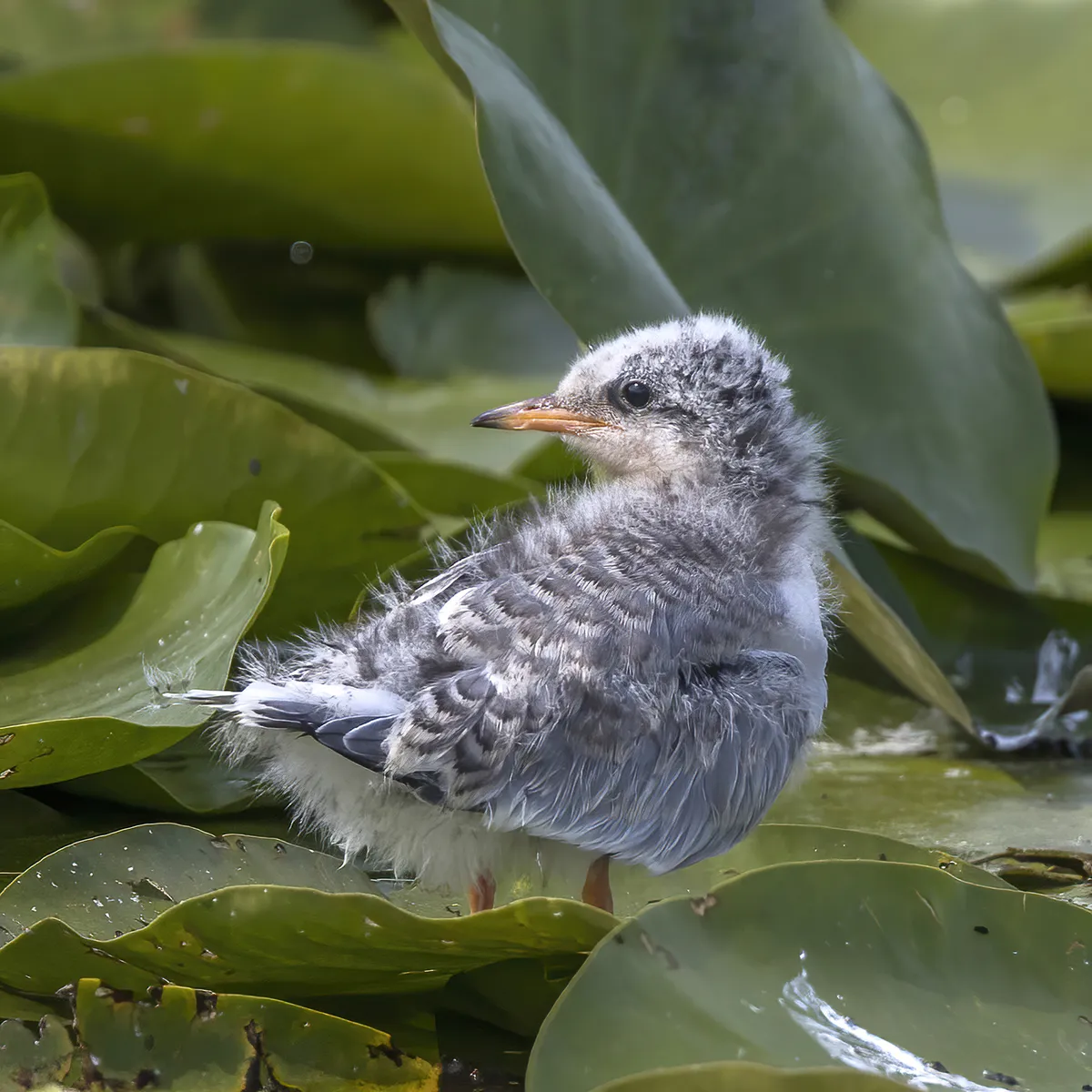 Common Tern