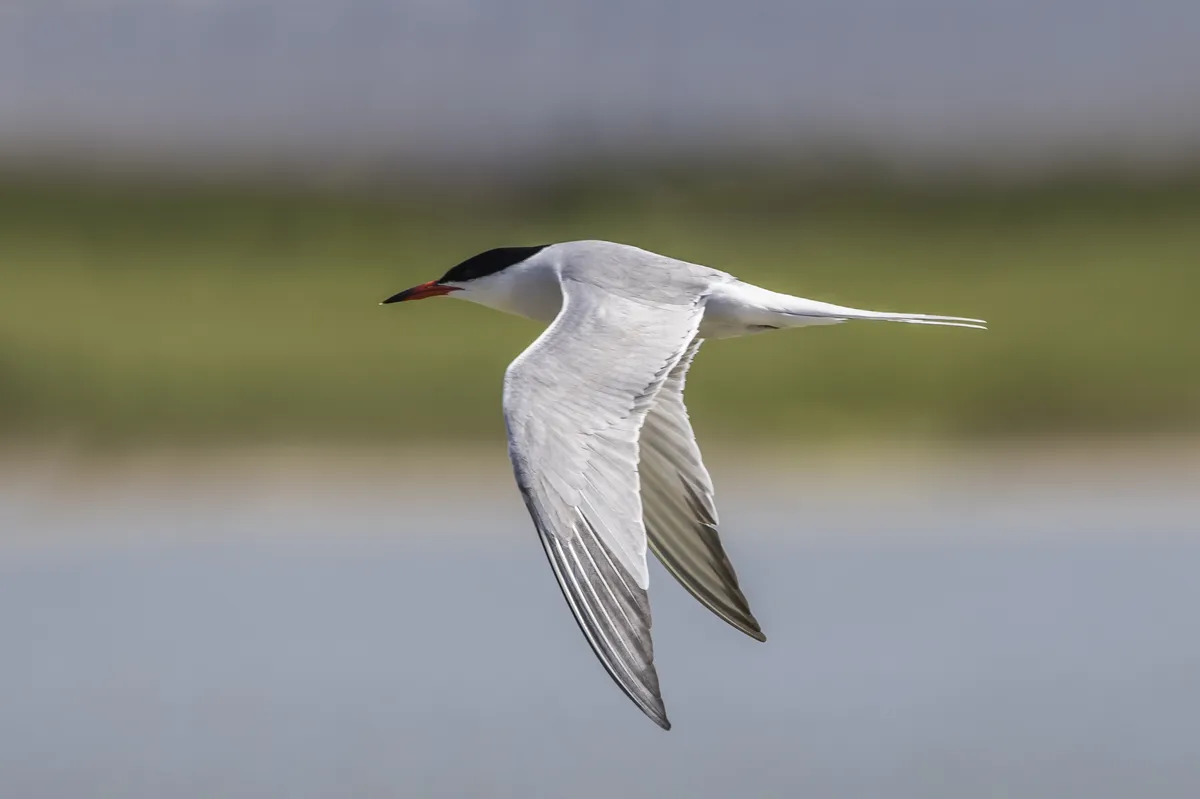 Common Tern