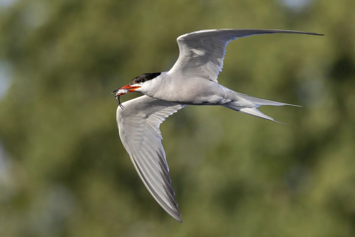 Common Tern