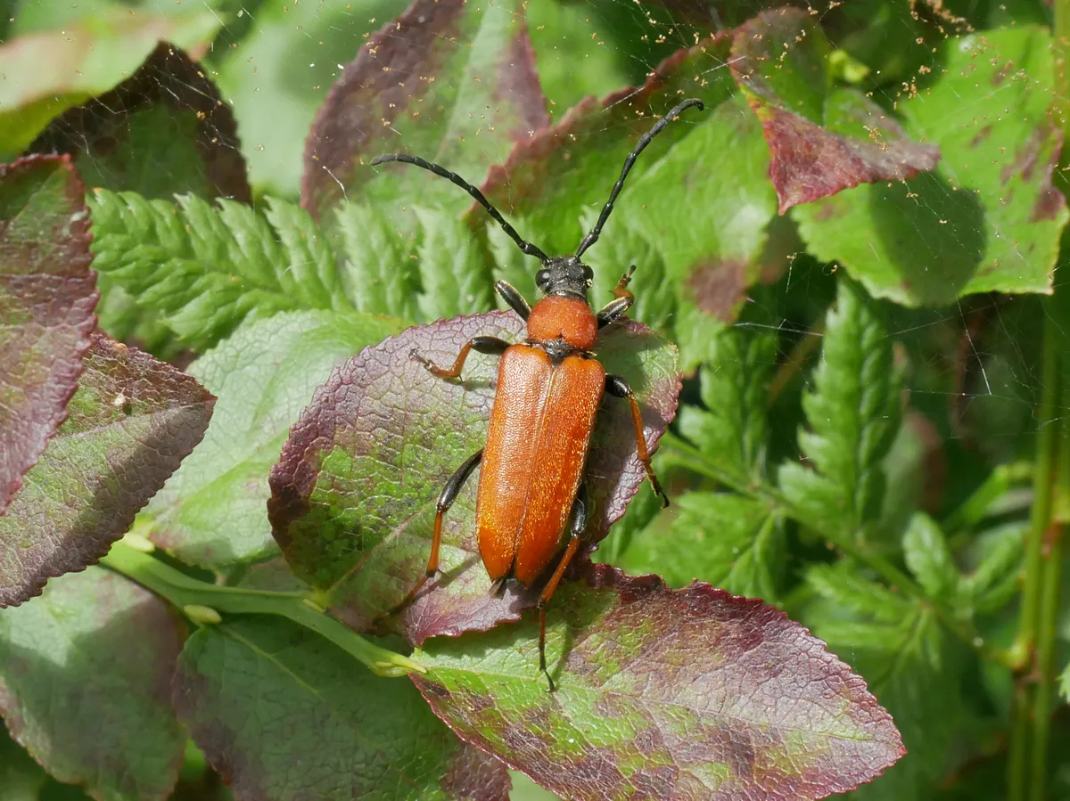 Red Longhorn Beetle