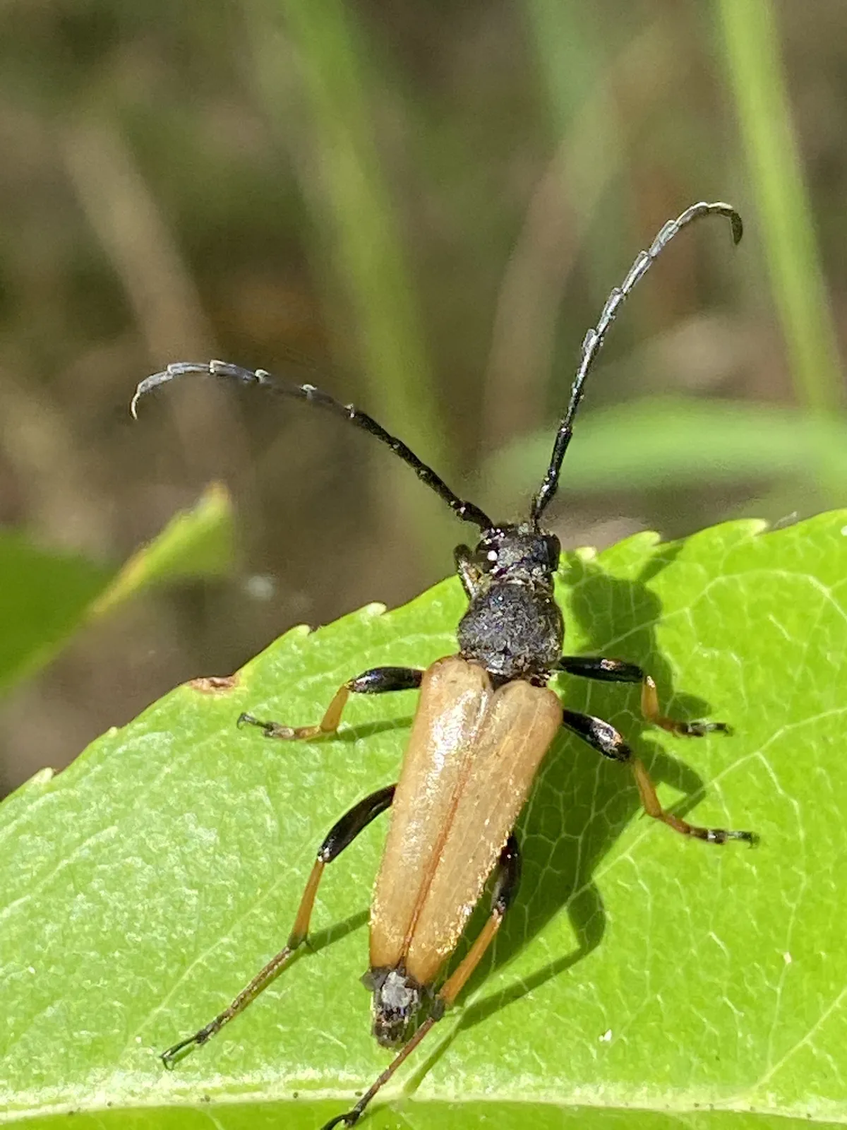 Red Longhorn Beetle