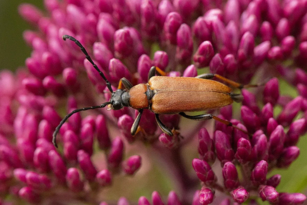 Red Longhorn Beetle